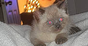 Stormi joined the competition — help win amazing prizes! animal, blanket, cat, christmas_tree, cozy, cute, decor, door, festive, fur, holiday, home, indoors, kitten, lights, pet, sleepy, small, stockings, warm