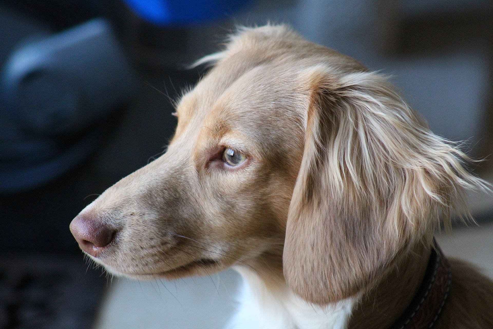 Swayze is registered to the contest to win money with this photo: canidae, carnivore, companion_dog, dog, dog_breed, ear, fawn, fur, gun_dog, hunting_dog, liver, snout, sporting_group, terrestrial_animal, whiskers