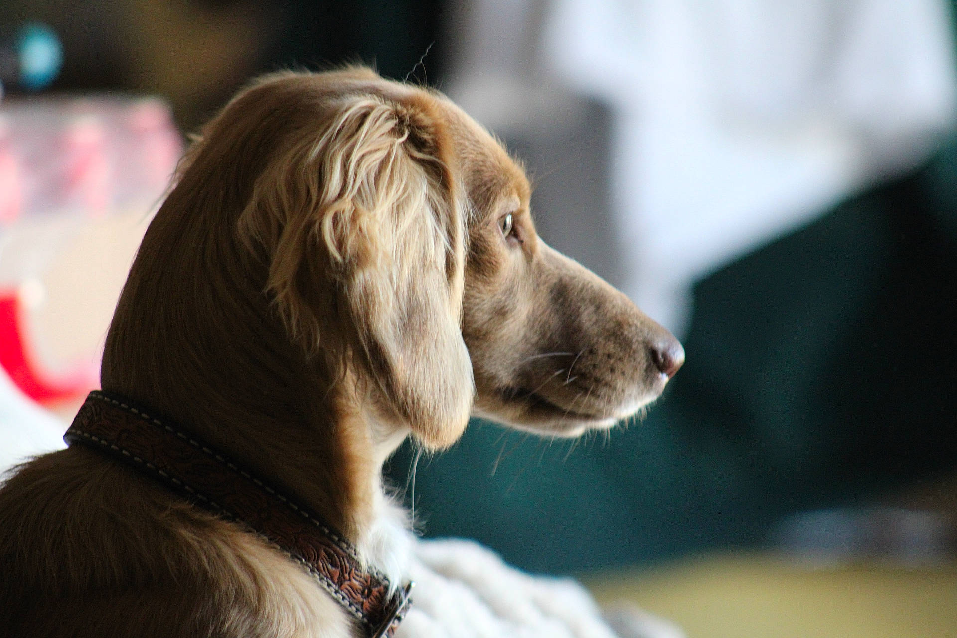 Swayze joined the competition — help win amazing prizes! canidae, carnivore, collar, companion_dog, dog, dog_breed, dog_collar, fawn, fur, gun_dog, hunting_dog, liver, retriever, snout, sporting_group, whiskers, working_dog