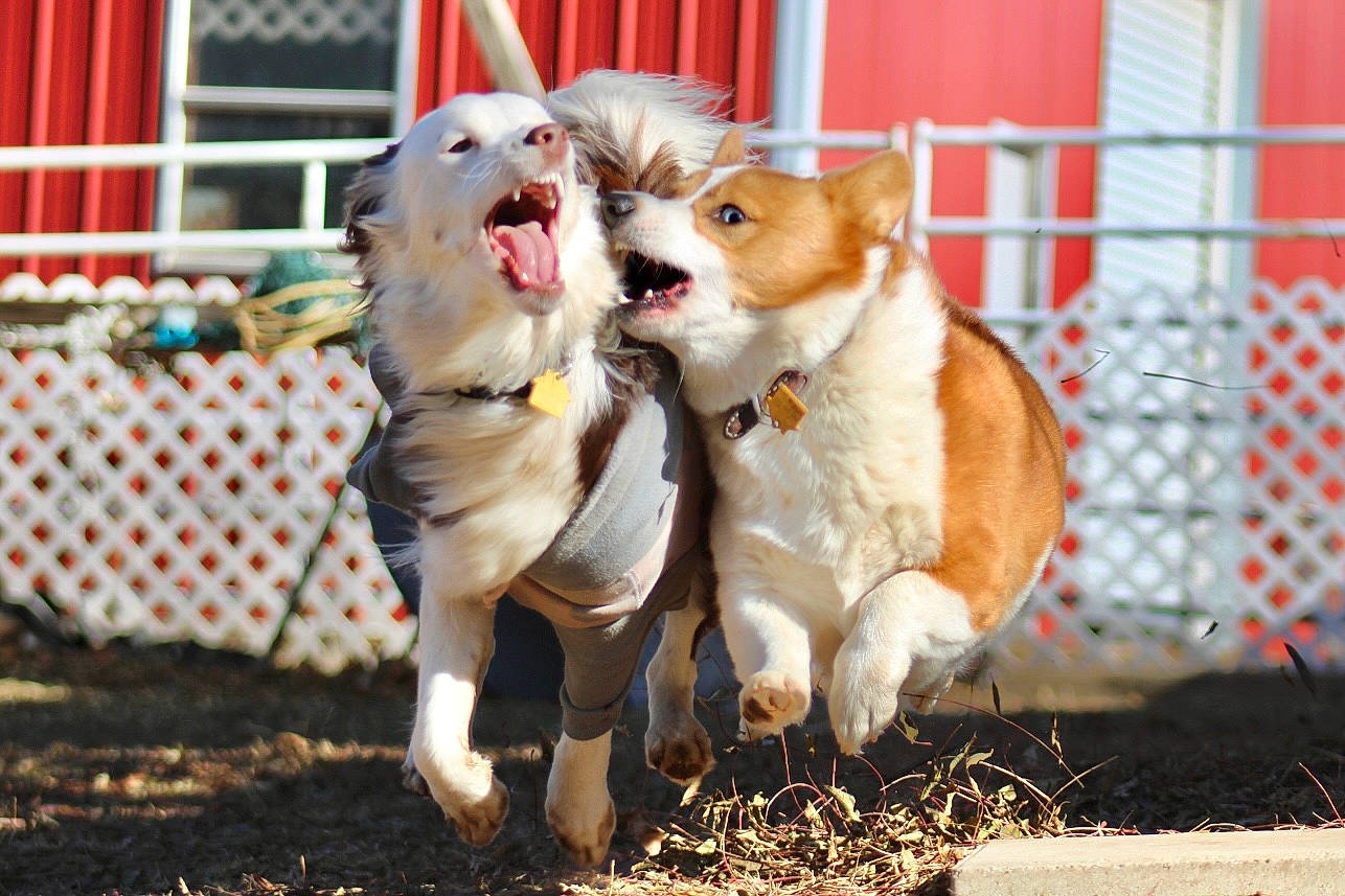 Tipsy joined the competition — help win amazing prizes! animal_shelter, canidae, carnivore, companion_dog, dog, dog_breed, dog_supply, fawn, fence, fur, grass, leash, mesh, pet_supply, plant, snout, spitz, sporting_group, tail, working_animal