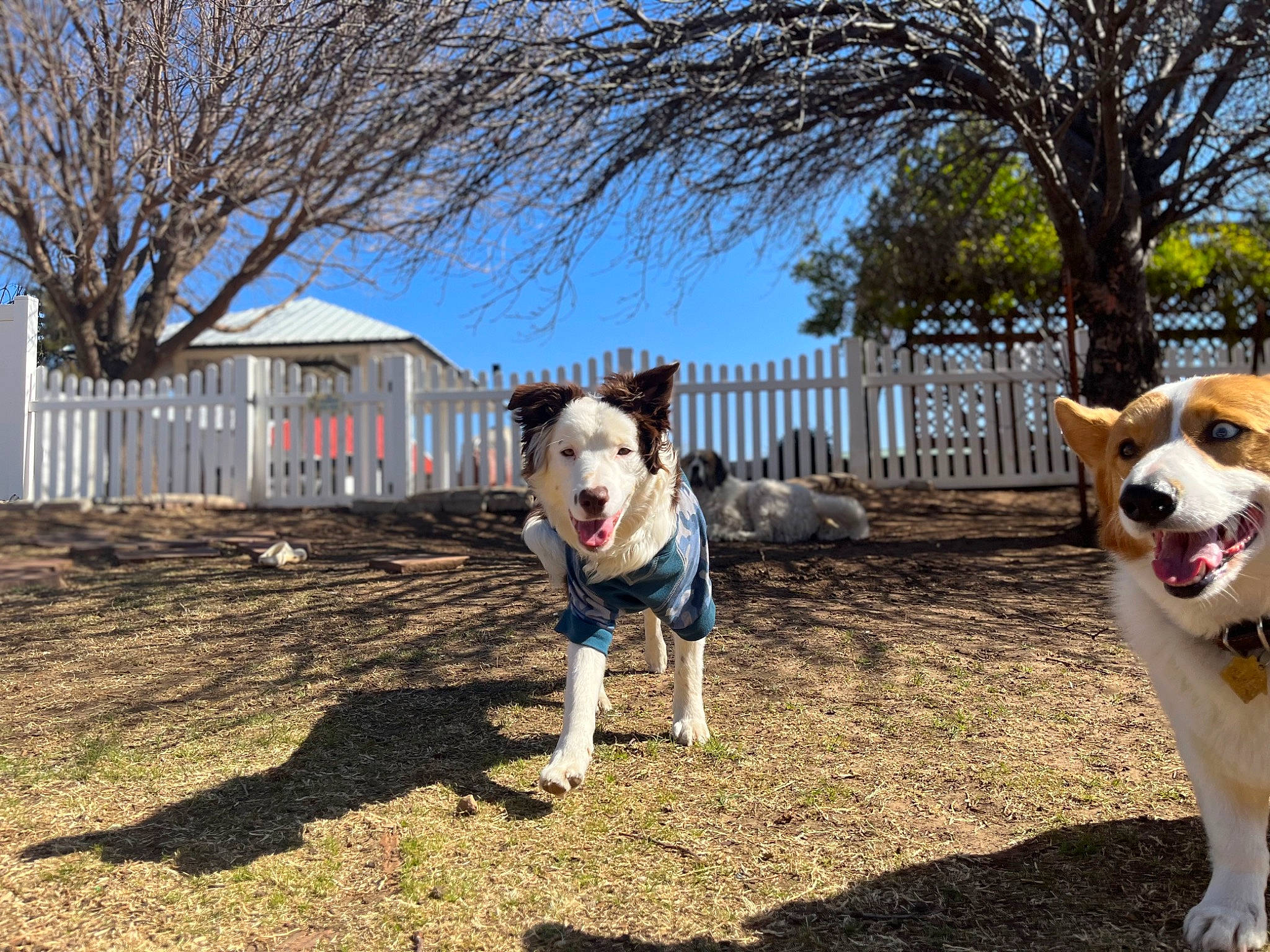 Tipsy is registered to the contest to win money with this photo: building, canidae, carnivore, collar, companion_dog, dog, dog_breed, dog_collar, dog_supply, fawn, fence, grass, leash, pet_supply, plant, sky, snout, sporting_group, tail, tree