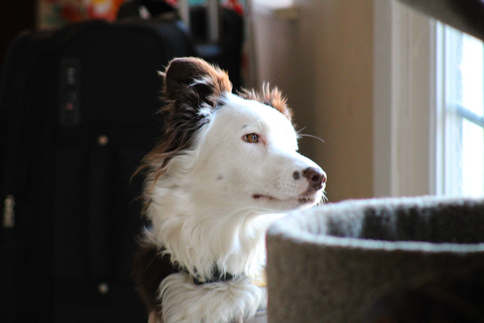 Tipsy is registered to the contest to win money with this photo: american_eskimo_dog, canidae, carnivore, companion_dog, dog, dog_breed, fur, non_sporting_group, pomeranian, puppy, small_terrier, snout, spitz, sporting_group, terrier, toy_dog, whiskers, window, working_animal, working_dog