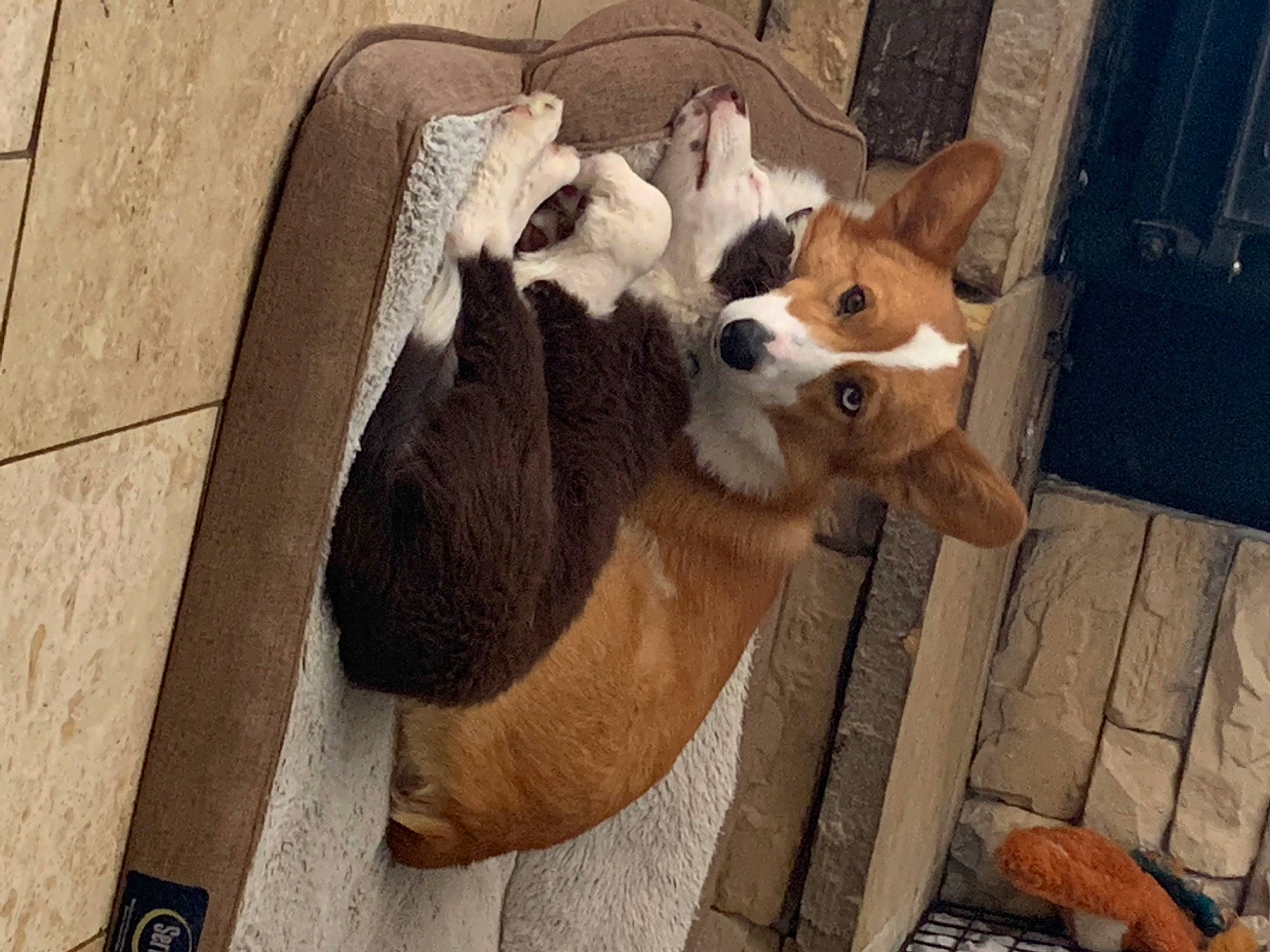 Tipsy joined the competition — help win amazing prizes! basenji, canidae, canis, cardigan_welsh_corgi, carnivore, comfort, companion_dog, dog, dog_breed, fawn, felidae, flooring, fur, spitz, sporting_group, tail, terrestrial_animal, whiskers, wood, working_animal