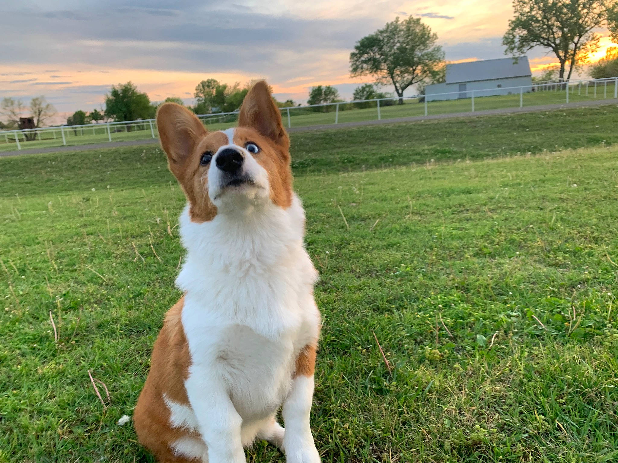 Locks joined the competition — help win amazing prizes! canidae, carnivore, cloud, companion_dog, dog, dog_breed, fawn, grass, grassland, landscape, pasture, plant, sitting, sky, snout, sporting_group, tail, tree, whiskers, working_animal