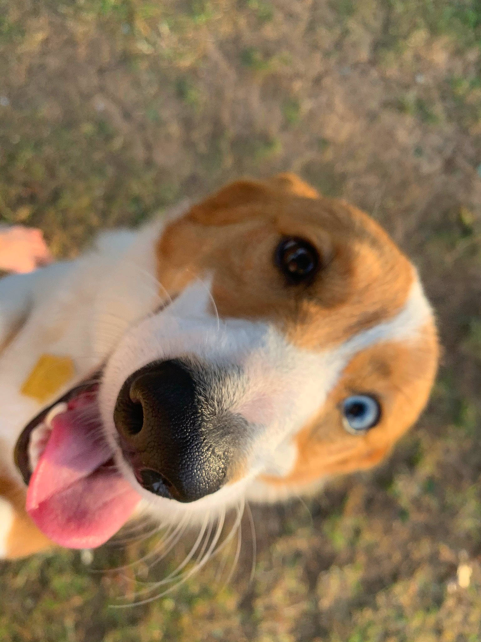 Locks joined the competition — help win amazing prizes! beagle, beagle_harrier, canidae, carnivore, collar, companion_dog, dog, dog_breed, fawn, grass, hound, pocket_beagle, puppy, scent_hound, snout, sporting_group, terrestrial_animal, whiskers, wildlife, working_animal