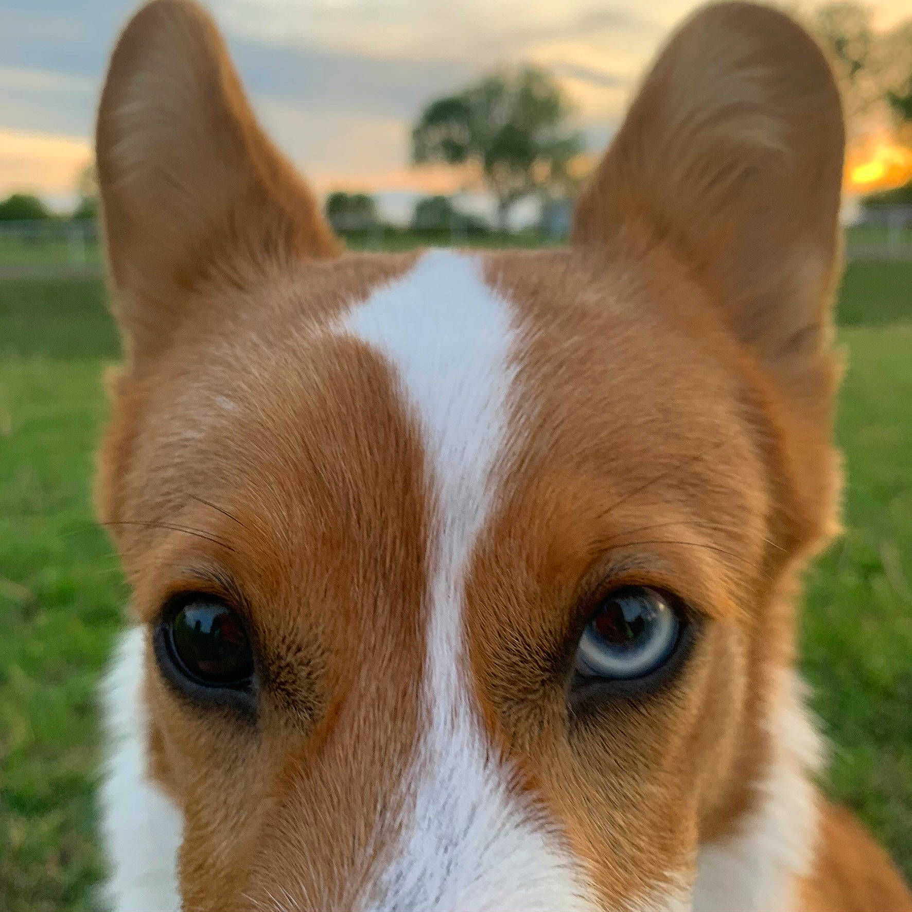 Locks is registered to the contest to win money with this photo: ancient_dog_breeds, canidae, carnivore, close_up, cloud, companion_dog, dog, dog_breed, ear, fawn, fur, grass, hound, non_sporting_group, snout, terrestrial_animal, whiskers, working_animal