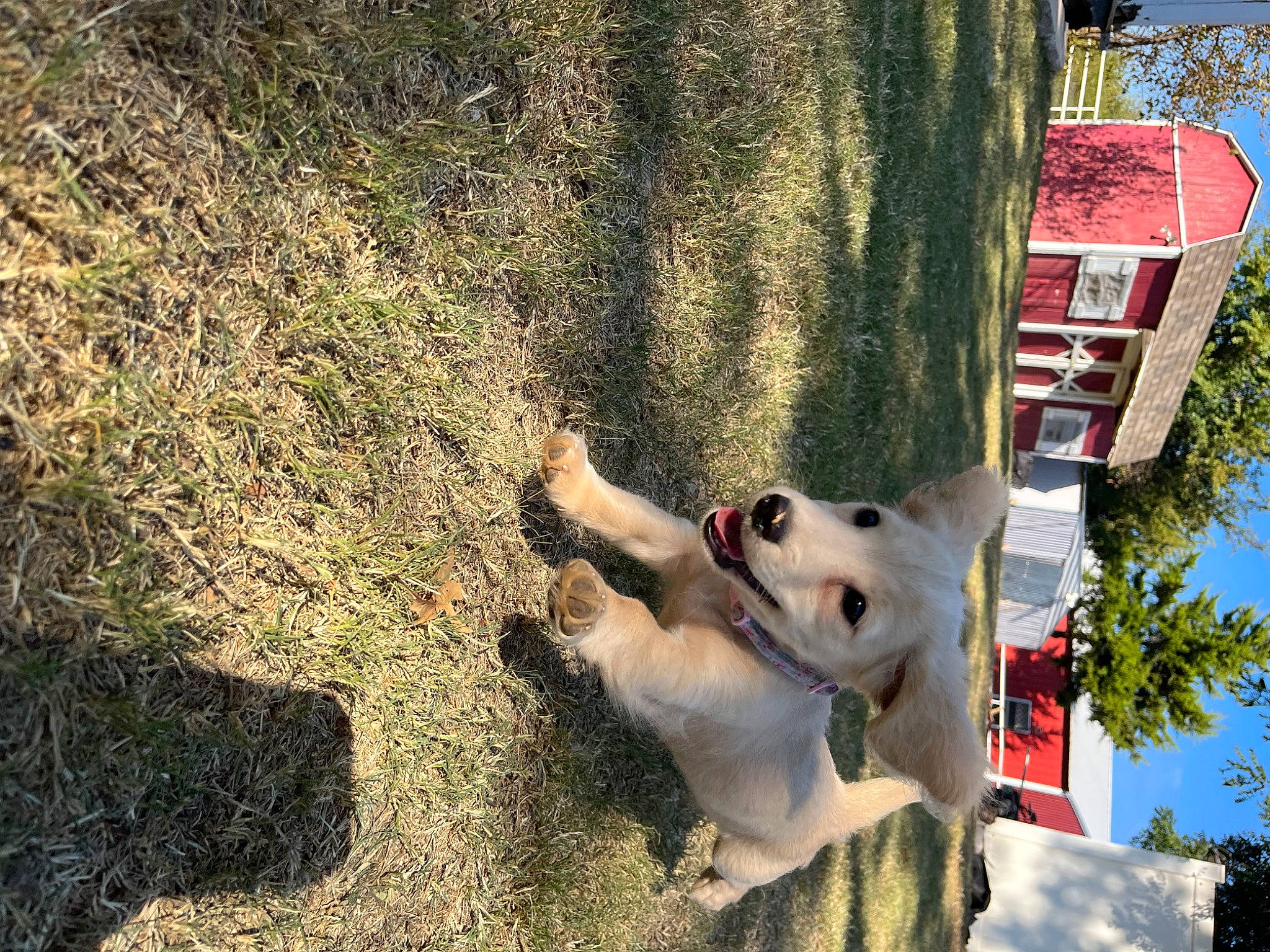 Dolly joined the competition — help win amazing prizes! adventure, canidae, carnivore, collar, companion_dog, dog, dog_breed, dog_collar, fawn, grass, plant, shadow, sky, snout, soil, sporting_group, tail, tree, trunk, working_dog