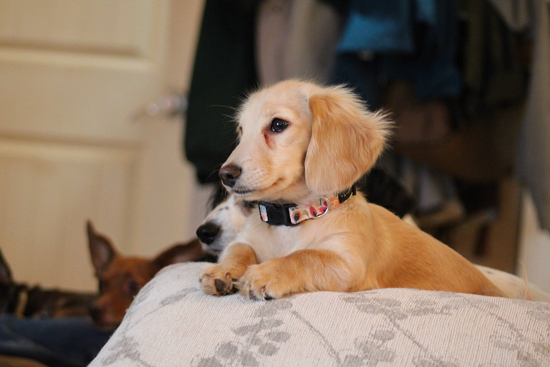 Dolly joined the competition — help win amazing prizes! ball, canidae, carnivore, collar, comfort, companion_dog, couch, dog, dog_breed, dog_supply, fawn, fur, pet_supply, plant, retriever, snout, sporting_group, tree, whiskers, wood