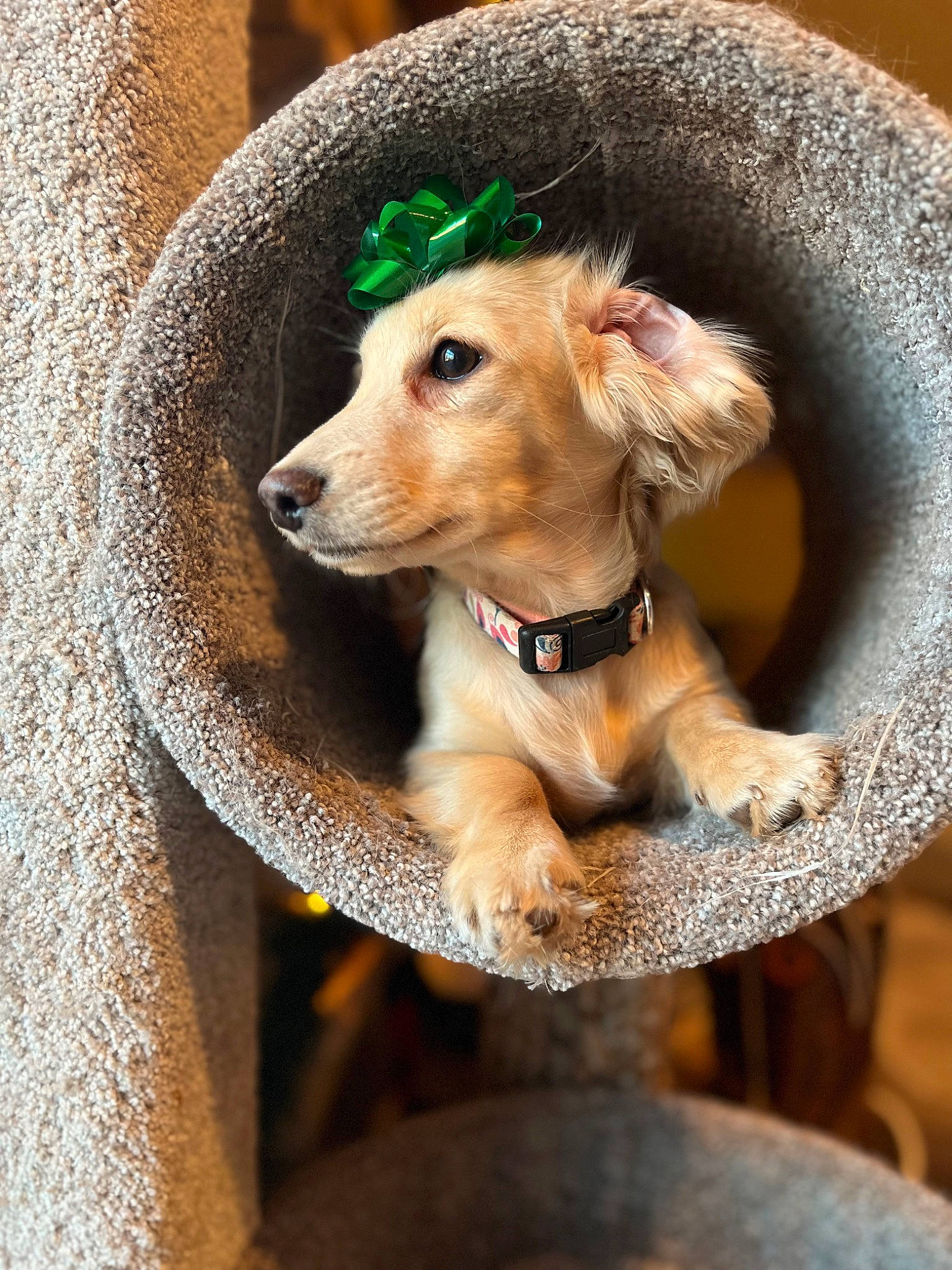 Dolly joined the competition — help win amazing prizes! canidae, carnivore, companion_dog, dog, dog_breed, dog_clothes, dog_collar, dog_supply, fawn, fur, liver, pet_supply, plant, snout, sporting_group, whiskers, wood, working_animal
