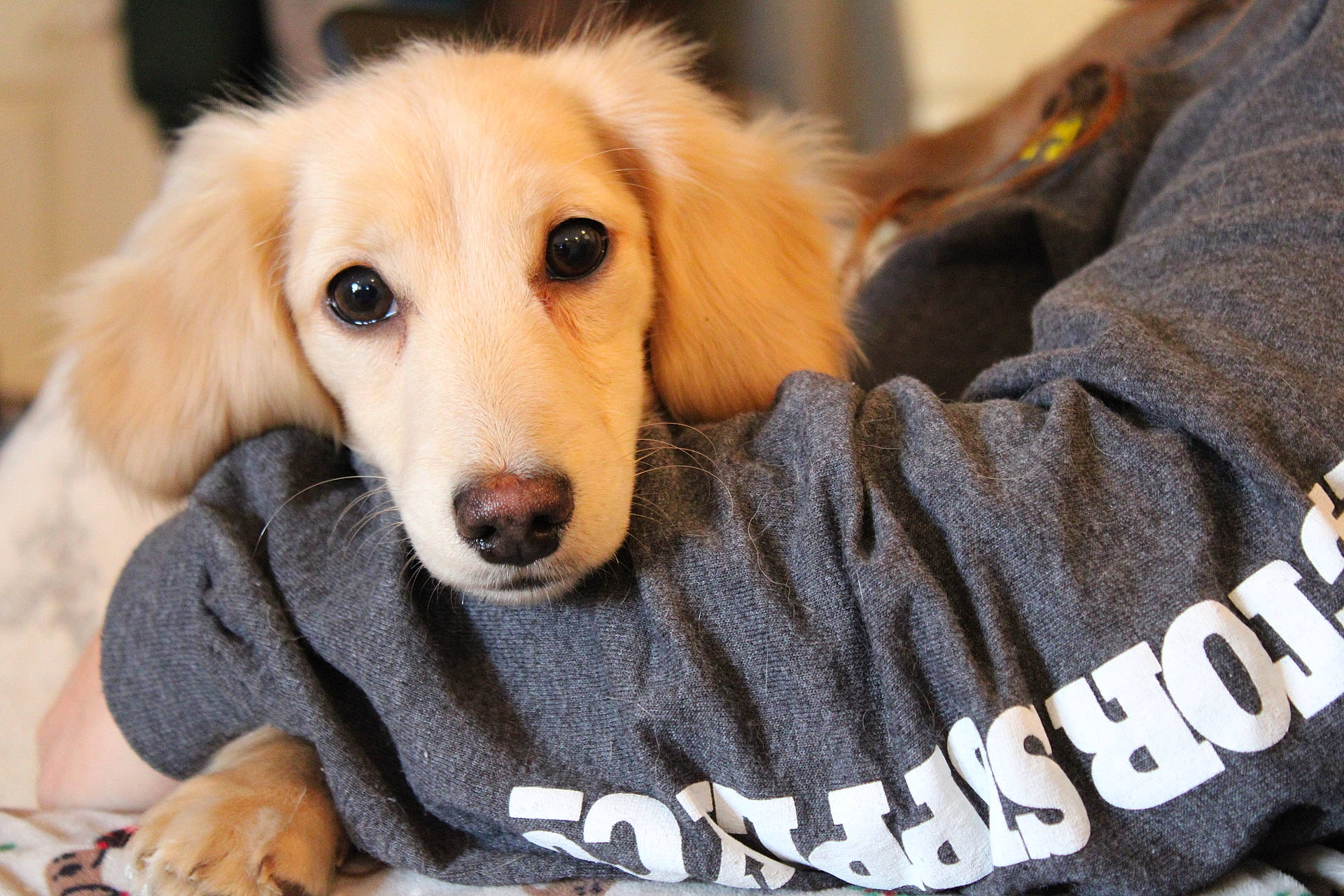 Dolly joined the competition — help win amazing prizes! ball, canidae, carnivore, comfort, companion_dog, dog, dog_breed, dog_supply, fawn, fur, paw, sitting, sleeve, snout, sporting_group, whiskers