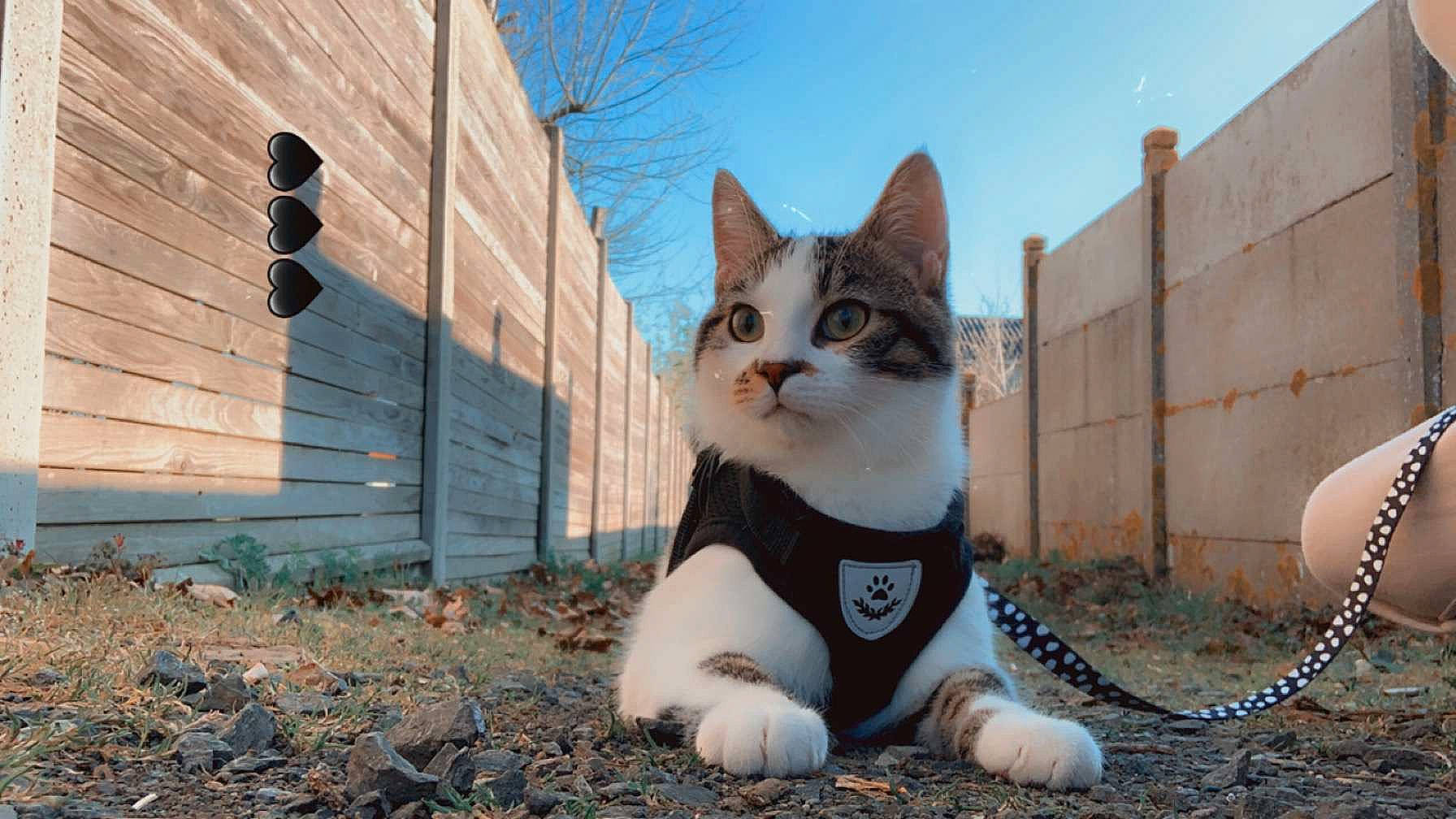 Heiko participe au concours pour gagner de l'argent avec cette photo : art, building, carnivore, cat, domestic_short_haired_cat, fawn, felidae, grass, house, plant, road_surface, sky, small_to_medium_sized_cats, snout, tail, tree, wall, whiskers, window, wood