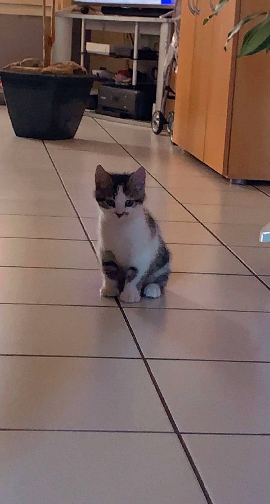 Heiko a rejoint le concours — aidez-le/la à gagner de superbes lots ! box, cabinetry, carnivore, cat, domestic_short_haired_cat, felidae, floor, flooring, fur, grey, hardwood, laminate_flooring, metal, refrigerator, small_to_medium_sized_cats, snout, tail, whiskers, wood, wood_flooring