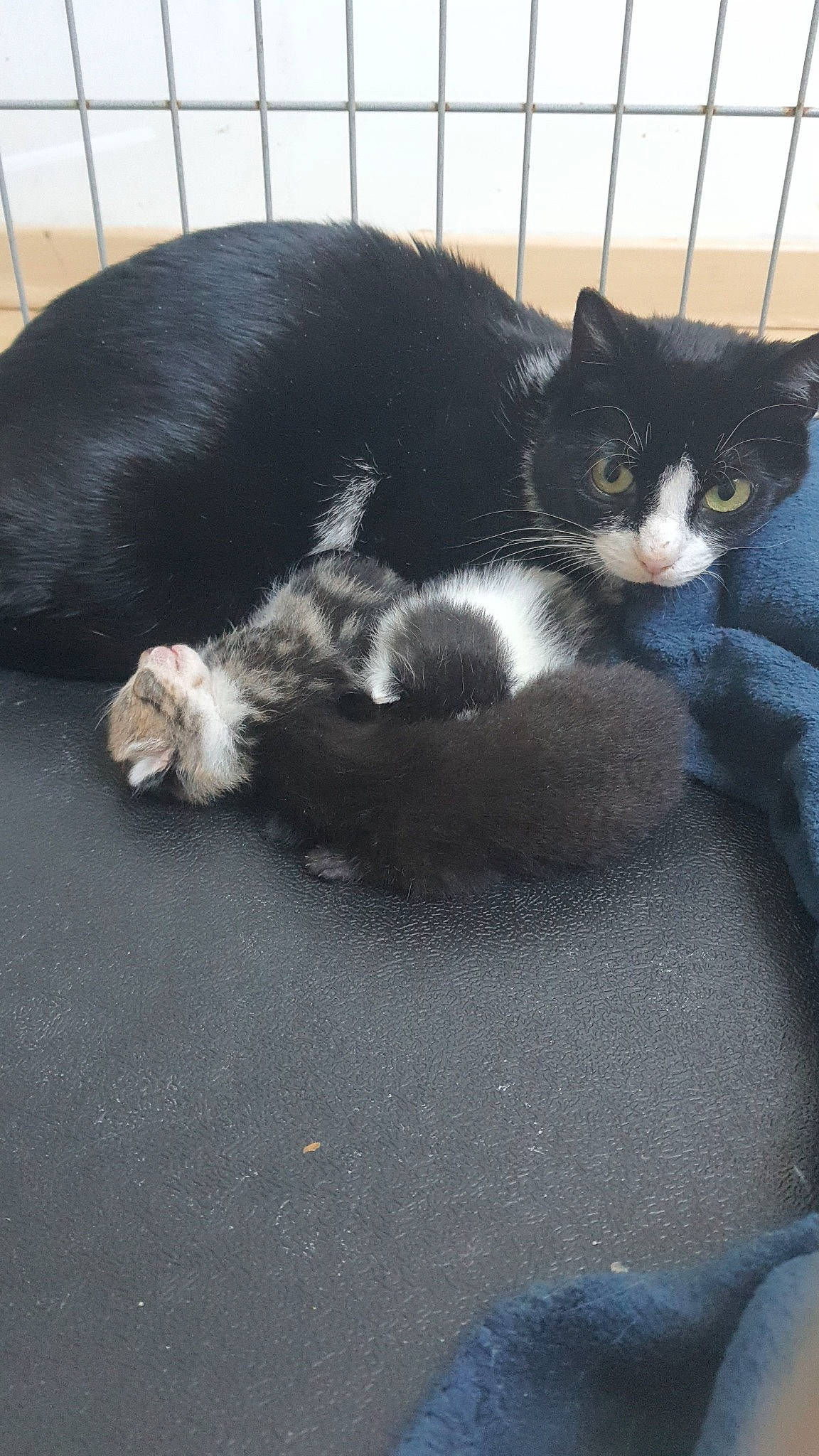 Cannelle participe au concours pour gagner de l'argent avec cette photo : carnivore, cat, claw, comfort, domestic_short_haired_cat, felidae, fur, grey, monochrome_photography, paw, small_to_medium_sized_cats, snout, tail, terrestrial_animal, whiskers
