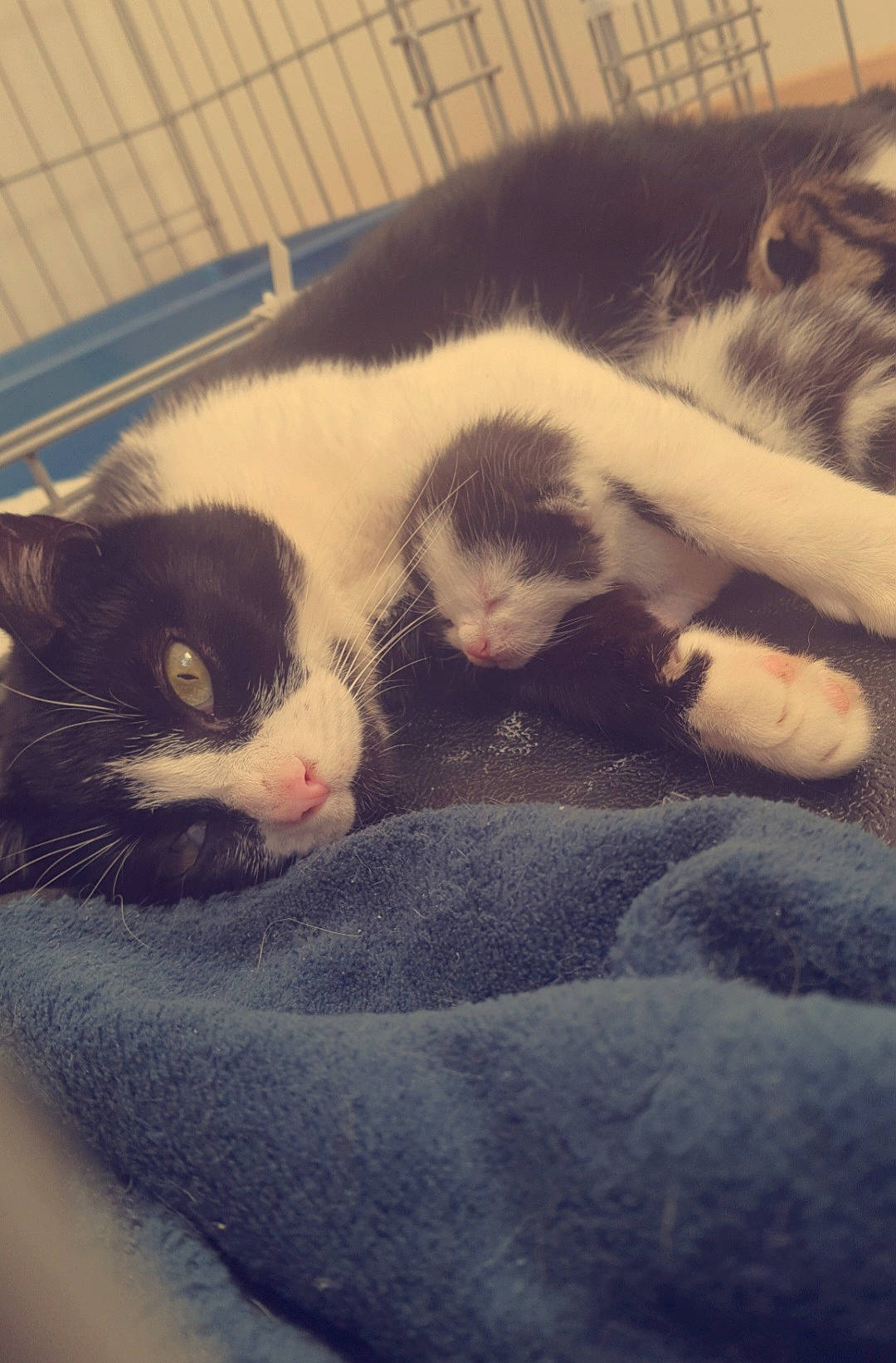 Cannelle participe au concours pour gagner de l'argent avec cette photo : carnivore, cat, claw, cloud, comfort, domestic_short_haired_cat, felidae, fur, leg, meteorological_phenomenon, nap, paw, sky, sleep, small_to_medium_sized_cats, snout, square, tail, tints_and_shades, whiskers