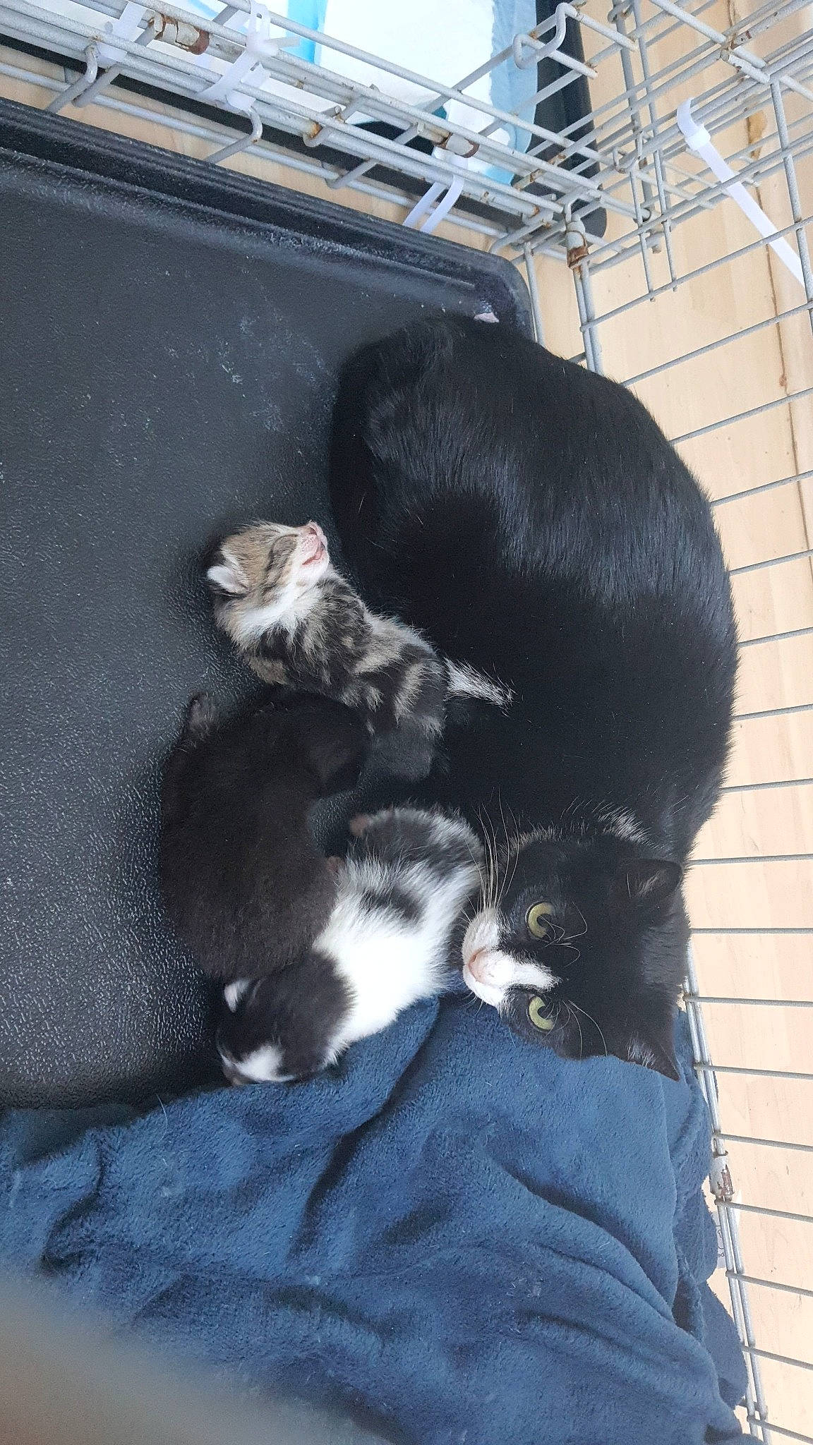 Cannelle a rejoint le concours — aidez-le/la à gagner de superbes lots ! black_cat, canidae, carnivore, cat, claw, comfort, companion_dog, dog_breed, domestic_short_haired_cat, felidae, fur, nap, paw, sleep, small_to_medium_sized_cats, sporting_group, tail, terrestrial_animal, whiskers