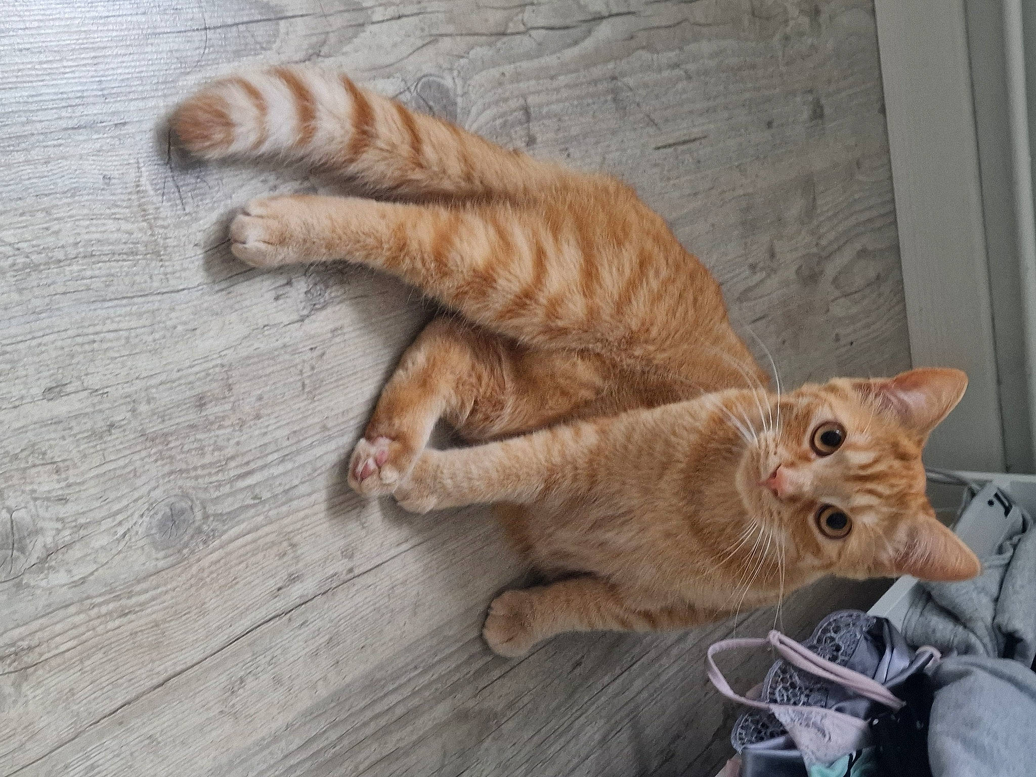 Nala