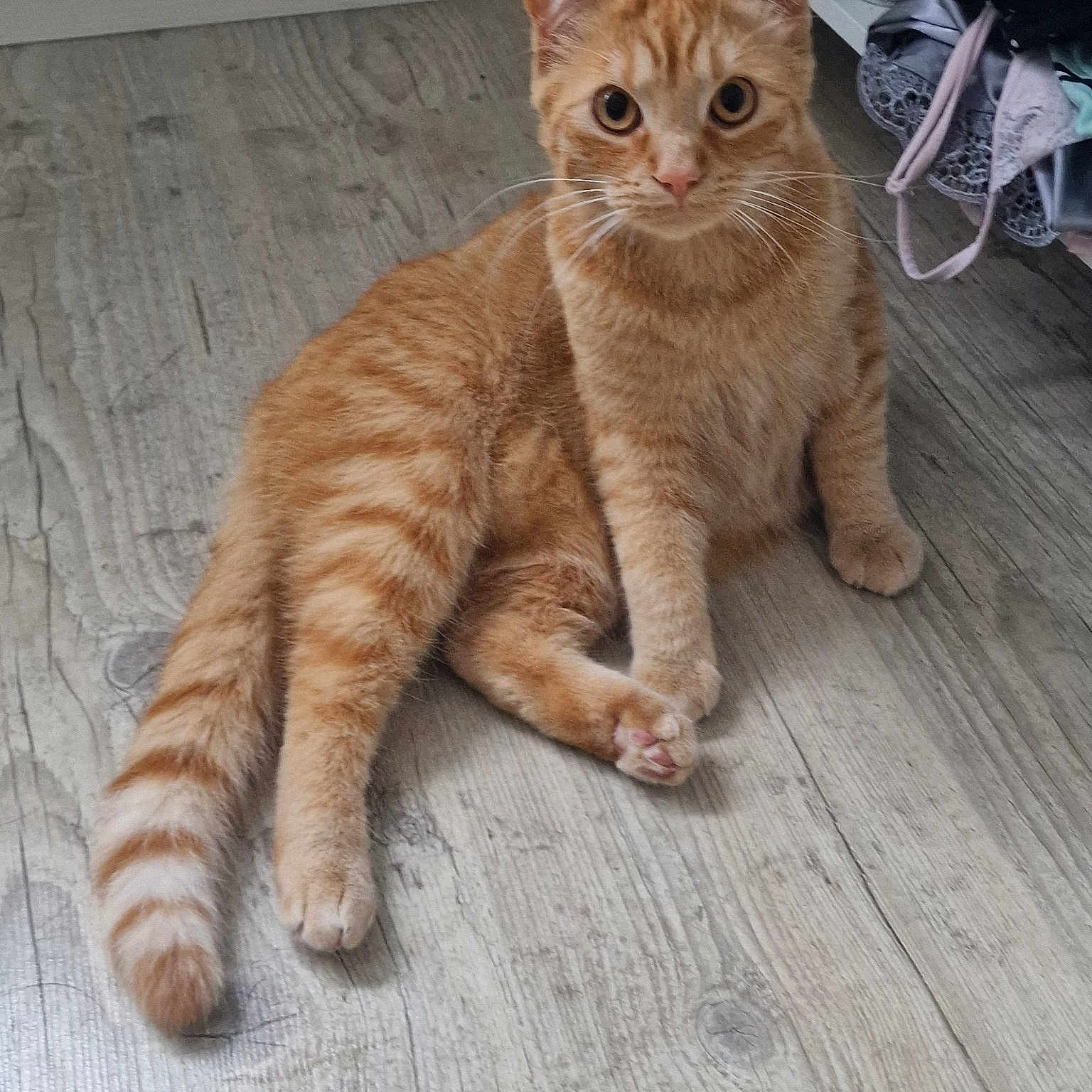 Nala