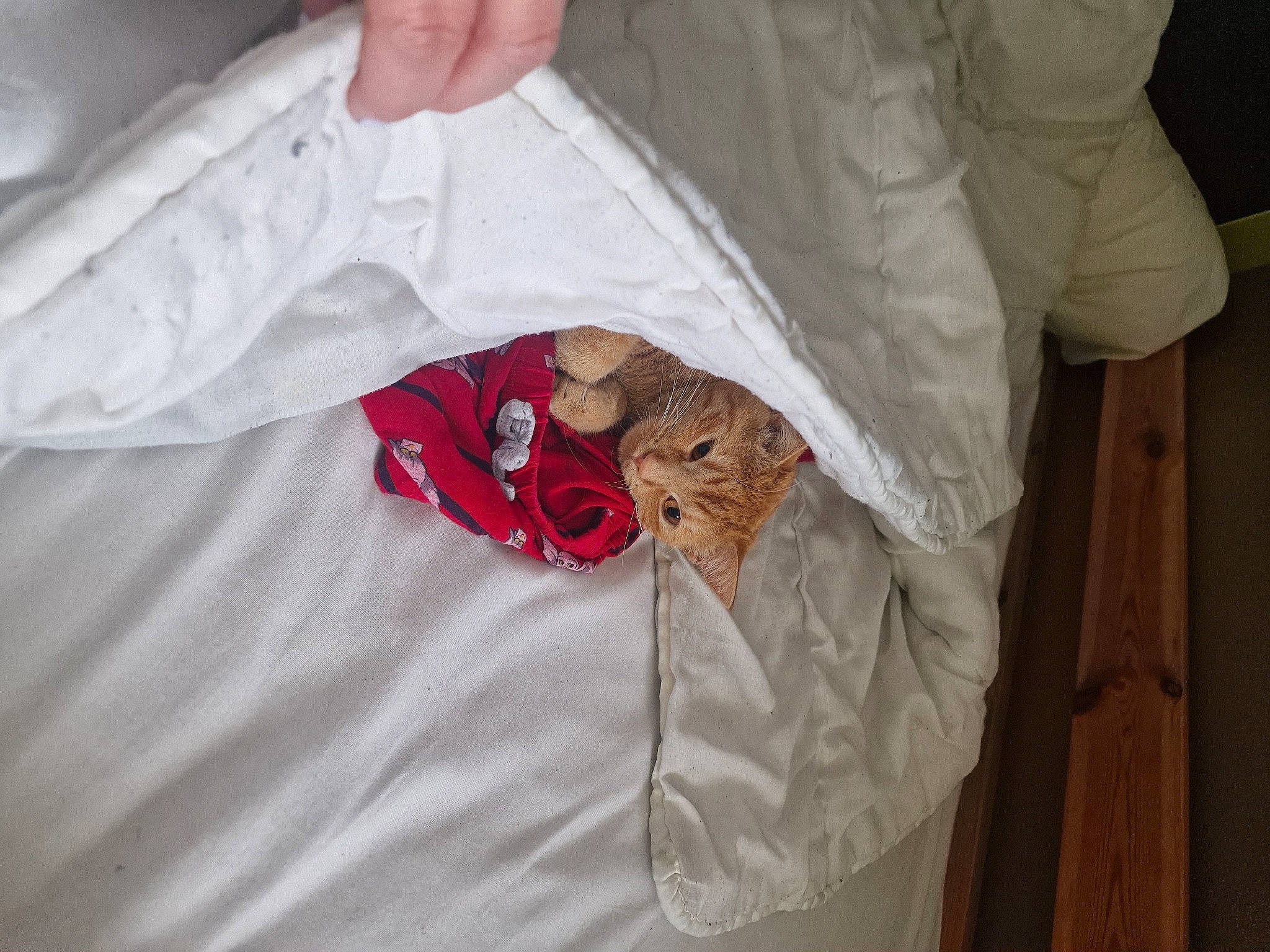Nala participe au concours pour gagner de l'argent avec cette photo : carmine, child, collar, comfort, felidae, fur, linens, nail, room, sleeve, t_shirt, textile, wood