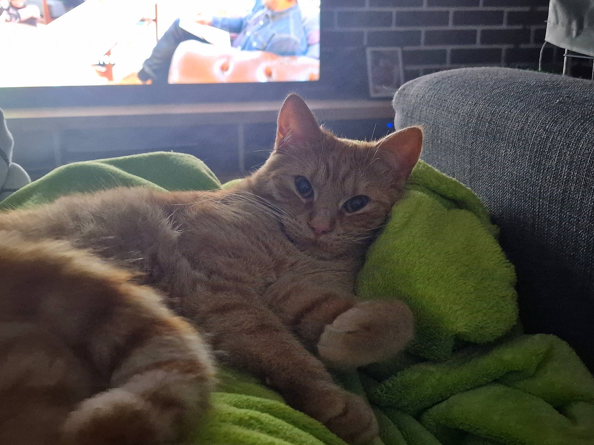 Nala participe au concours pour gagner de l'argent avec cette photo : carnivore, cat, chair, claw, comfort, domestic_short_haired_cat, felidae, fur, gesture, nap, paw, sitting, small_to_medium_sized_cats, snout, tail, whiskers