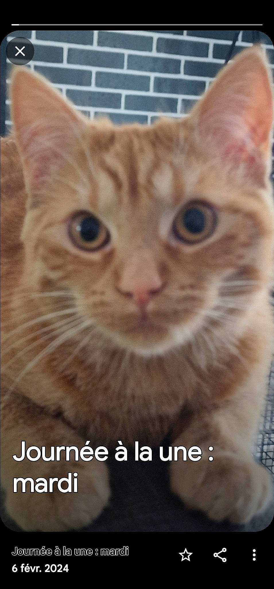 Nala a rejoint le concours — aidez-le/la à gagner de superbes lots ! carnivore, cat, domestic_short_haired_cat, ear, eye, fawn, felidae, fur, head, paw, pet_supply, photo_caption, photography, small_to_medium_sized_cats, snout, terrestrial_animal, whiskers, window
