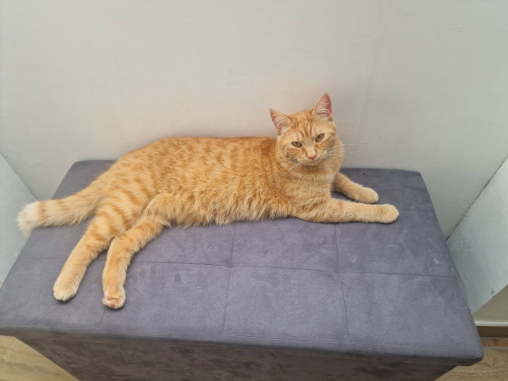Nala participe au concours pour gagner de l'argent avec cette photo : bed, carnivore, cat, cat_supply, comfort, domestic_short_haired_cat, fawn, felidae, fur, paw, pet_supply, rectangle, room, sitting, small_to_medium_sized_cats, snout, tail, terrestrial_animal, whiskers, wood