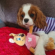 Stella a rejoint le concours — aidez-le/la à gagner de superbes lots ! dog, cavalier_king_charles_spaniel, plush_toy, kangaroo, striped_clothing, couch, blanket, red_blanket, brown_and_white_dog, pet, indoor, cute, small_dog, fur, animal, toy, resting, cozy, companion, soft