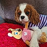 dog, cavalier_king_charles_spaniel, plush_toy, kangaroo, striped_clothing, couch, blanket, red_blanket, brown_and_white_dog, pet, indoor, cute, small_dog, fur, animal, toy, resting, cozy, companion, soft