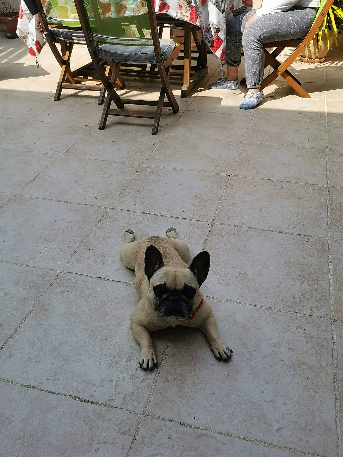 Jaika participe au concours pour gagner de l'argent avec cette photo : bulldog, canidae, carnivore, companion_dog, concrete, dog, dog_breed, fawn, floor, flooring, french_bulldog, non_sporting_group, pug, sidewalk, sporting_group, street_dog, tail, tile, toy_dog
