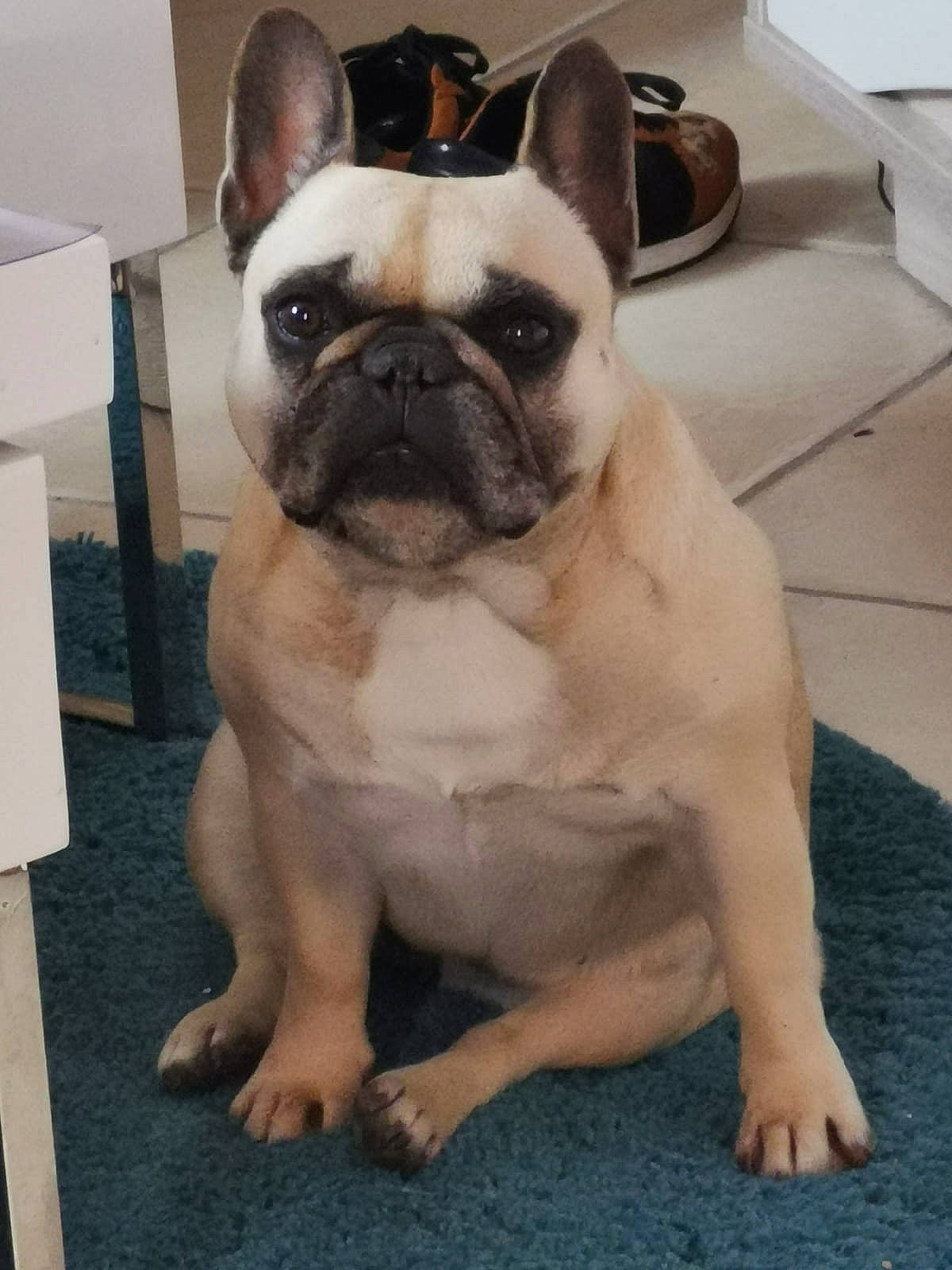 Jaika participe au concours pour gagner de l'argent avec cette photo : ancient_dog_breeds, bulldog, canidae, carnivore, companion_dog, dog, dog_breed, fawn, french_bulldog, mammal, molosser, non_sporting_group, pug, rare_breed_dog, skin, snout, sporting_group, toy_bulldog, toy_dog, vertebrate