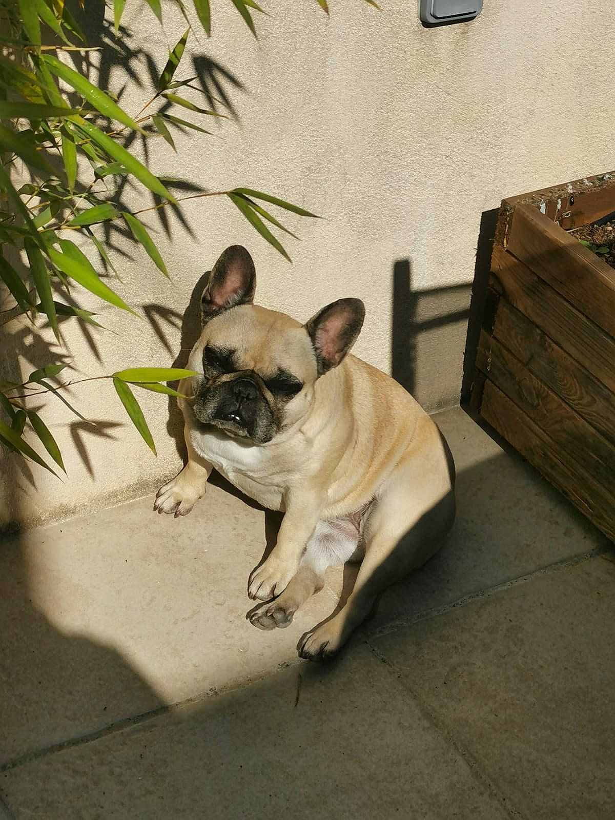 Jaika participe au concours pour gagner de l'argent avec cette photo : bulldog, canidae, carnivore, companion_dog, dog, dog_breed, fawn, french_bulldog, mammal, non_sporting_group, pug, puppy, snout, toy_bulldog, toy_dog, vertebrate