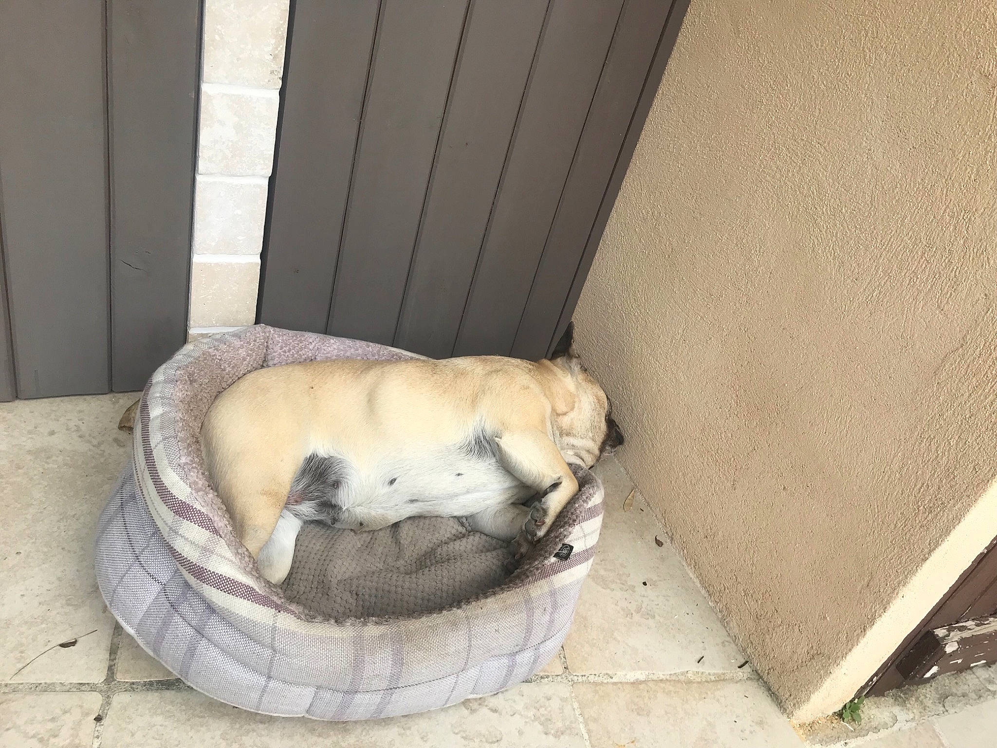 Jaika participe au concours pour gagner de l'argent avec cette photo : animal_shelter, canidae, carnivore, companion_dog, dog, dog_breed, fawn, pug, snout