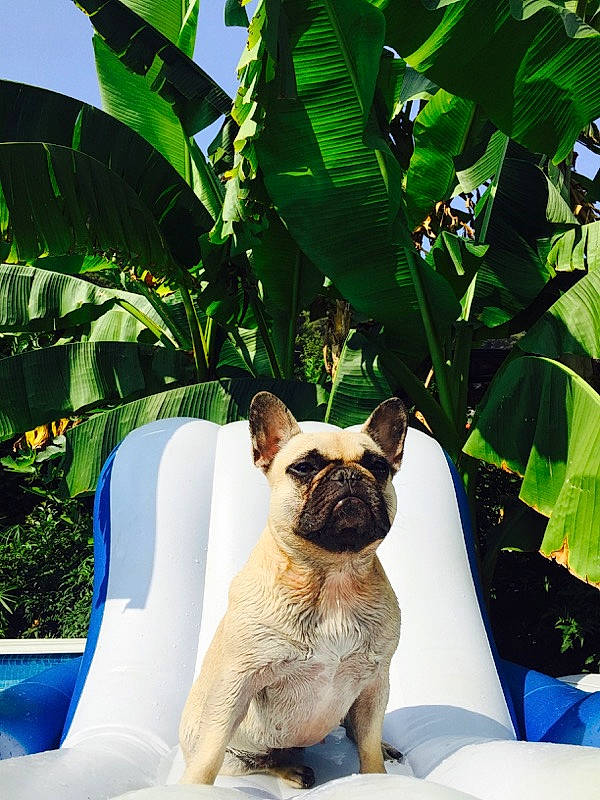 Jaika a rejoint le concours — aidez-le/la à gagner de superbes lots ! bulldog, canidae, carnivore, companion_dog, dog, dog_breed, fawn, french_bulldog, leaf, non_sporting_group, plant, pug, puppy, tree, vacation