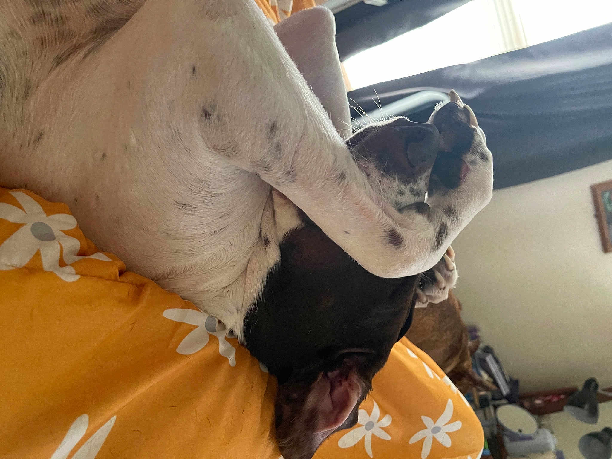 Zoey