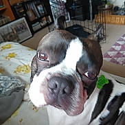 Oreo is registered to the contest to win money with this photo: dog, boston_terrier, pet, closeup, bed, blanket, indoor, room, quilt, cage, bookshelf, floor, curious, animal, canine, fur, snout, ears, nose, home