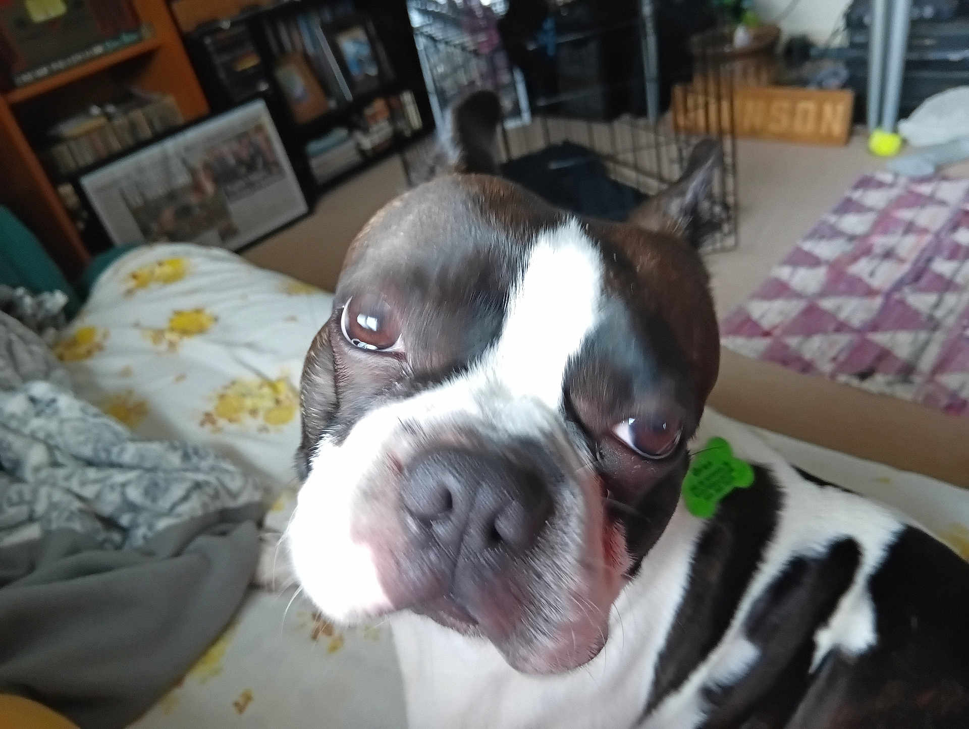 Oreo is registered to the contest to win money with this photo: dog, boston_terrier, pet, closeup, bed, blanket, indoor, room, quilt, cage, bookshelf, floor, curious, animal, canine, fur, snout, ears, nose, home