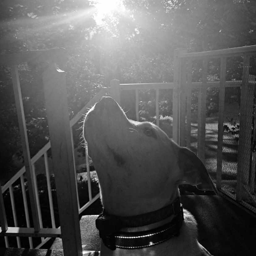 Chubbsworth