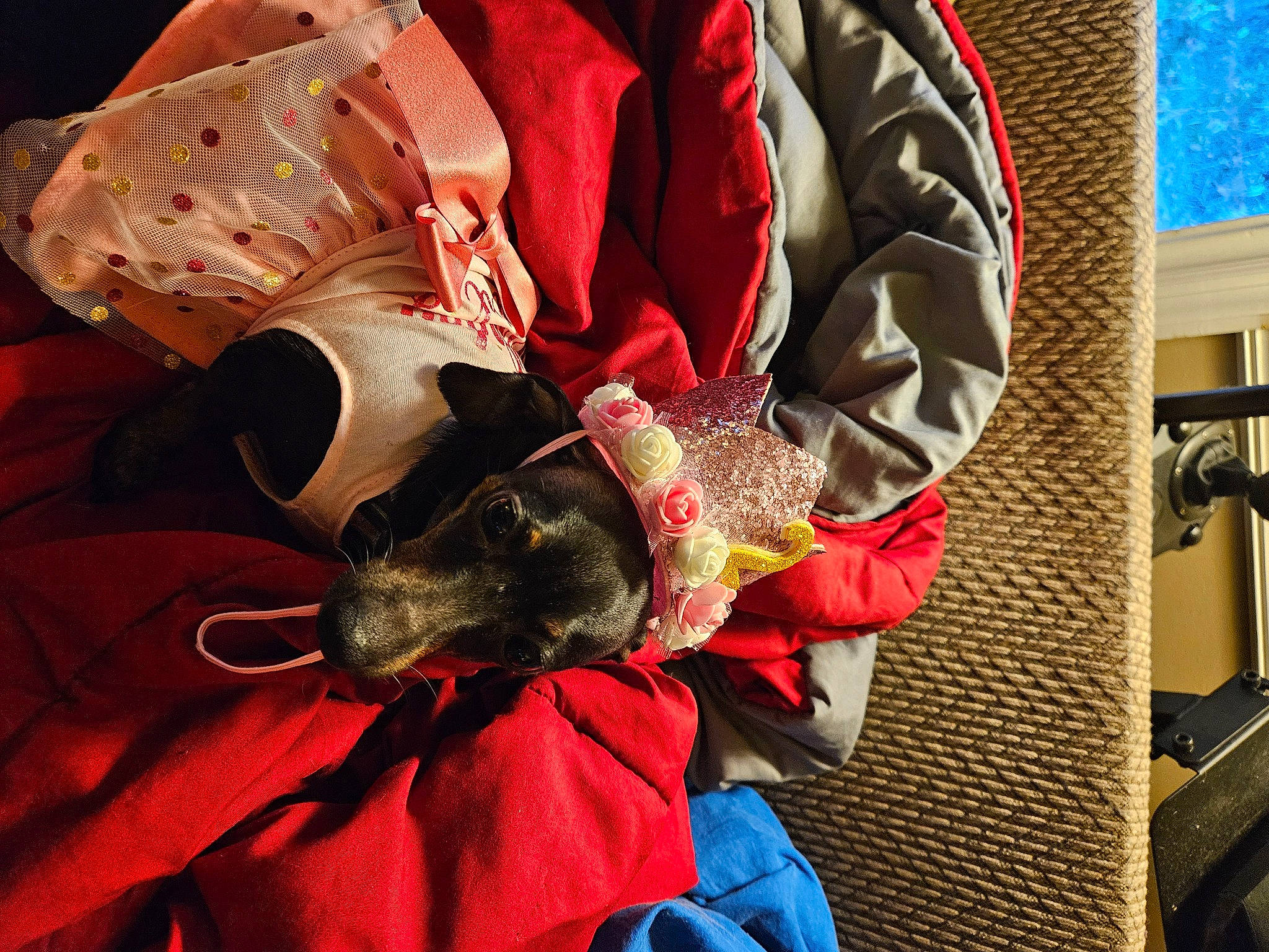 Faith is registered to the contest to win money with this photo: carmine, costume, event, fashion_accessory, fictional_character, fur, headgear, mask, orange, personal_protective_equipment, red, sleeve, tradition