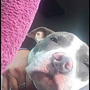 Whisky is registered to the contest to win money with this photo: animal, close_up, comfort, companion, cozy, cute, dog, domestic, ears, furry, hand, human_hand, indoor, paw, pet, pink_nose, relaxed, resting, snout, soft_texture