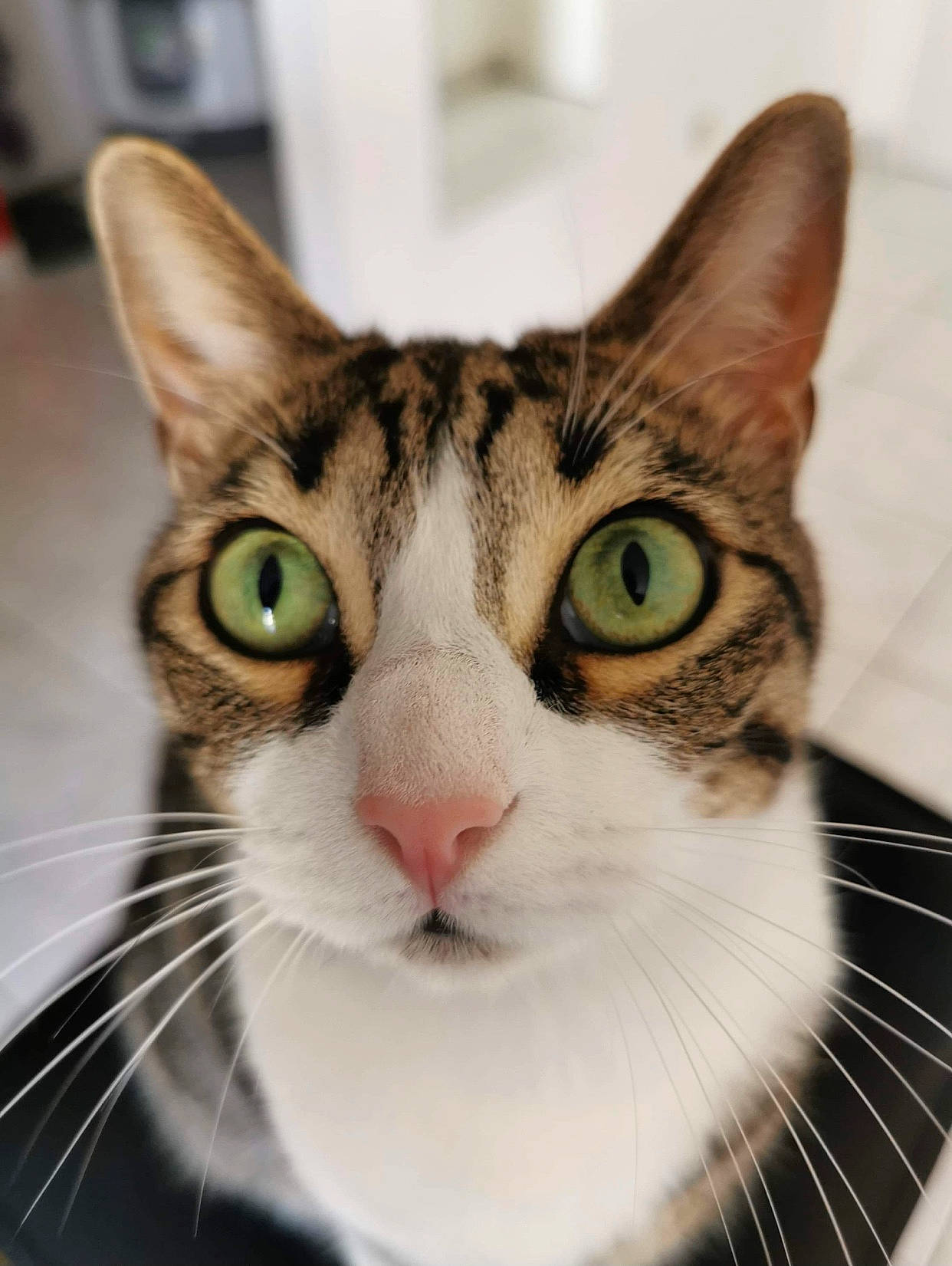 Malibu a rejoint le concours — aidez-le/la à gagner de superbes lots ! carnivore, cat, collar, domestic_short_haired_cat, ear, eye, felidae, fur, hair, head, human_body, small_to_medium_sized_cats, snout, whiskers