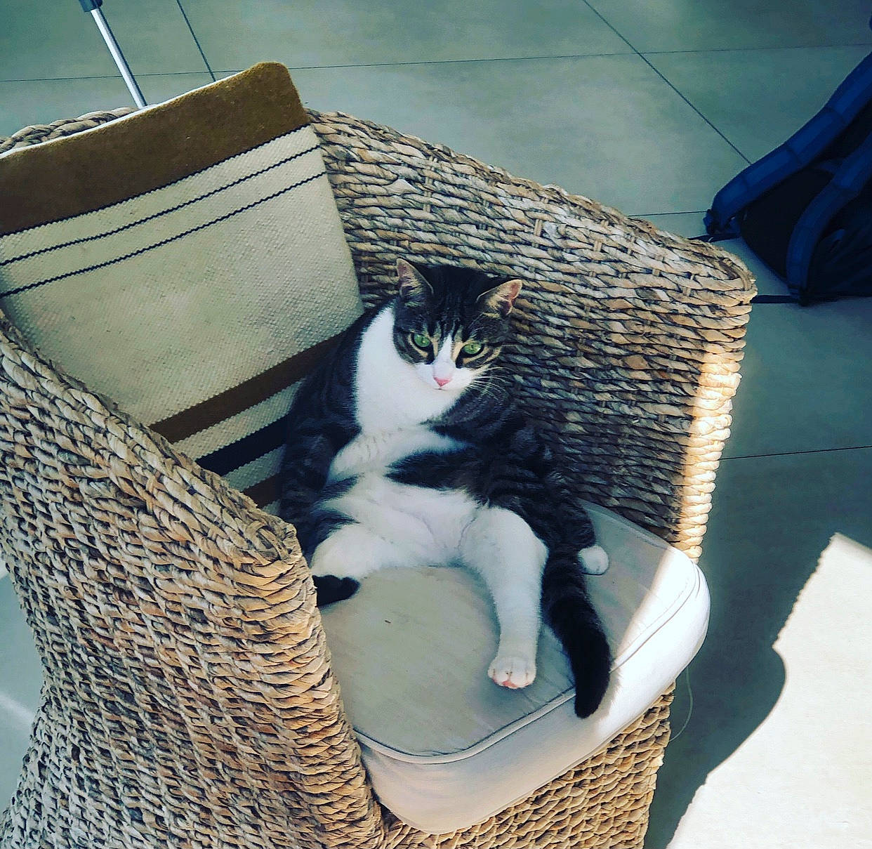 Malibu a rejoint le concours — aidez-le/la à gagner de superbes lots ! basket, blue, carnivore, cat, cat_supply, comfort, domestic_short_haired_cat, felidae, fur, grass, mammal, outdoor_furniture, pet_supply, small_to_medium_sized_cats, tail, tints_and_shades, vertebrate, whiskers, wicker, wood
