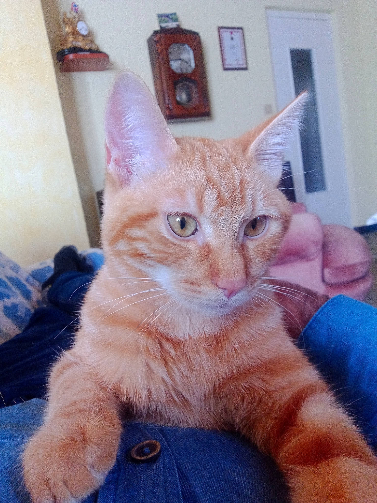 Toby a rejoint le concours — aidez-le/la à gagner de superbes lots ! blue, carnivore, cat, claw, collar, domestic_short_haired_cat, door, electric_blue, fawn, felidae, fur, gesture, paw, picture_frame, small_to_medium_sized_cats, snout, tail, whiskers, window, wood