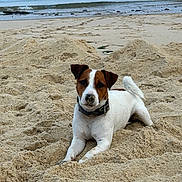 Victor a rejoint le concours — aidez-le/la à gagner de superbes lots ! animal_portrait, beach, black_collar, brown_markings, coastal, curled_tail, daylight, dog, jack_russell, lying_down, ocean, outdoors, pet, relaxed, sand, shoreline, sitting, vacation, waves, white_fur
