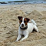 animal_portrait, beach, black_collar, brown_markings, coastal, curled_tail, daylight, dog, jack_russell, lying_down, ocean, outdoors, pet, relaxed, sand, shoreline, sitting, vacation, waves, white_fur
