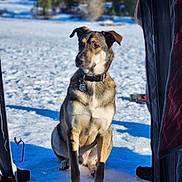 Kilo joined the competition — help win amazing prizes! dog, snow, outdoor, winter, tent, canine, nature, animal, tree, cold, fur, pet, sitting, collar, peaceful, daylight, landscape, background, boots, shade