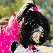 Leo joined the competition — help win amazing prizes! dog, black_and_white, pink_jacket, hair_tie, outdoor, pet, fur, cute, animal, small_dog, portrait, nature, sunlight, close_up, sitting, canine, fur_clothing, domestic_animal, fluffy, adorable