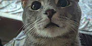 Snot joined the competition — help win amazing prizes! animal, bed, cat, closeup, cozy, curious, curtains, domestic, eyes, feline, fur, gray_tabby, home, indoor, looking_up, mammal, pet, sitting, soft_light, whiskers