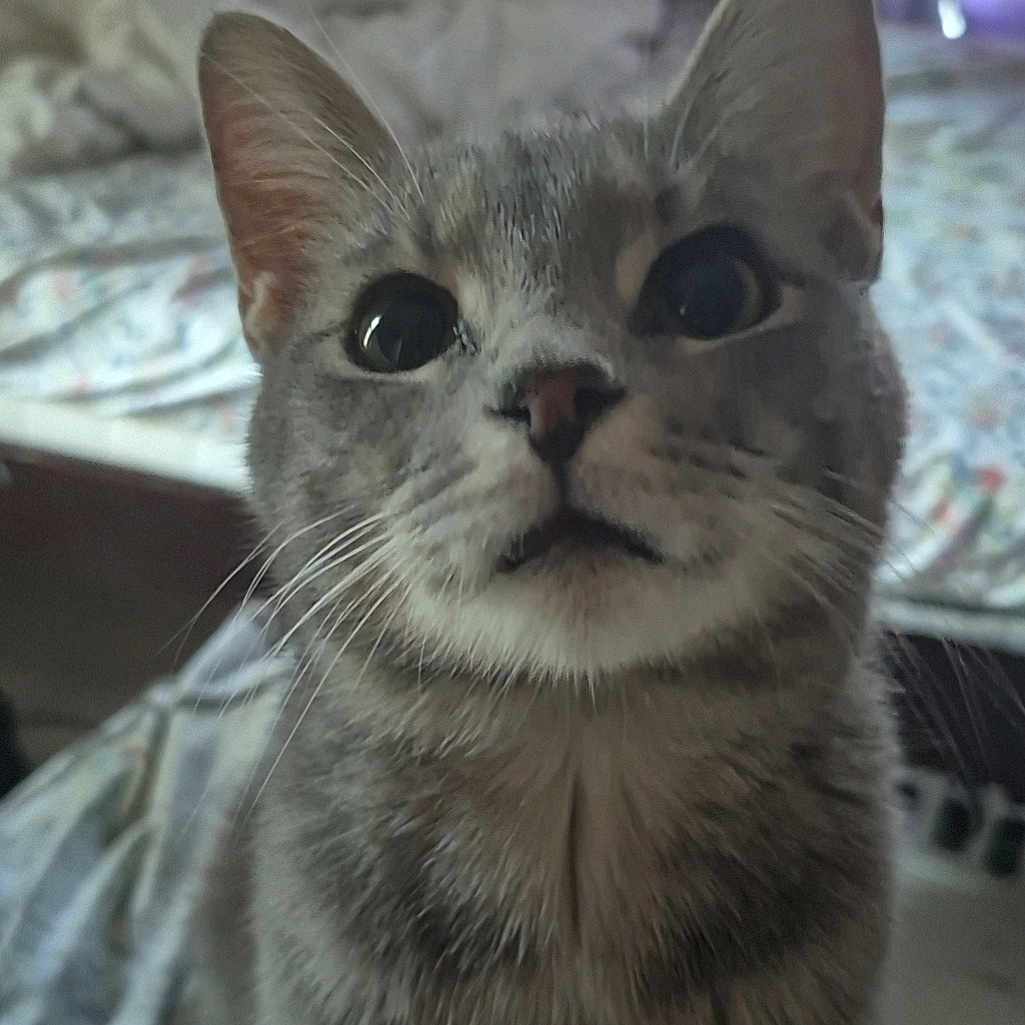 Snot joined the competition — help win amazing prizes! animal, bed, cat, closeup, cozy, curious, curtains, domestic, eyes, feline, fur, gray_tabby, home, indoor, looking_up, mammal, pet, sitting, soft_light, whiskers