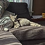 Snot is registered to the contest to win money with this photo: cat, comfort, couch, cozy, curtains, feline, gray_cat, home, indoor, living_room, nap, peaceful, pet, pillow, relaxing, resting, sleeping, soft_light, sunlight, window