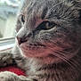 Snot is registered to the contest to win money with this photo: animal, cat, close_up, cozy, cute, domestic_cat, feline, fur, gray_tabby, indoors, natural_light, pet, portrait, red_surface, relaxed, resting, side_profile, soft_texture, whiskers, window