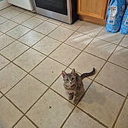 Snot joined the competition — help win amazing prizes! bag, cabinet, cat, curious, domestic_cat, feline, floor, food_bag, gray_cat, indoor, kitchen, kitten, looking_up, oven, pet, small_animal, stove, tabby, tile_floor, young_cat